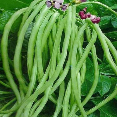 BDSresolve winter season beans seeds/beans seeds 27 Seed(27 per packet)