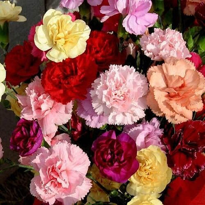 Epazo Carnation Flower Mixed Colour F1 Hybrid Seed(110 per packet)