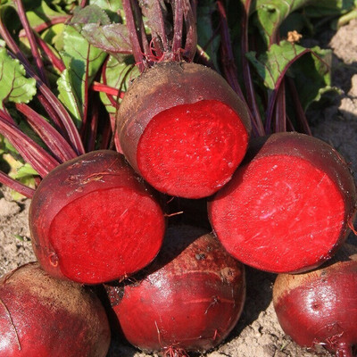 Avysa Beetroot - Red Ace Seed(1000 per packet)