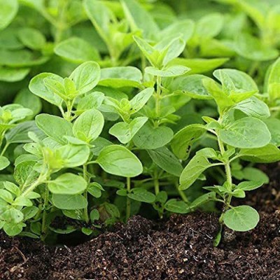 CYBEXIS XLR-40 - Oregano for Planting - (1350 Seeds) Seed(1350 per packet)