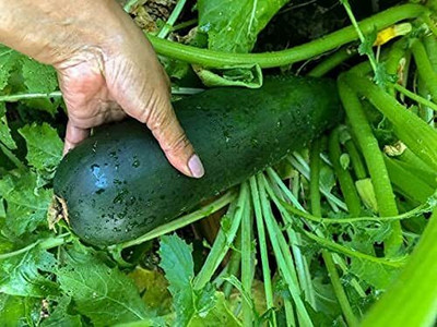 Qualtivate PAU-557 Zucchini Summer Squash Seed(100 per packet)