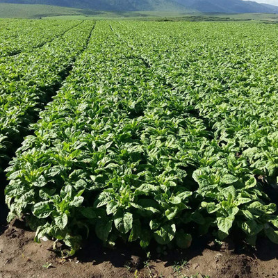 CYBEXIS Rare Romaine Lettuce Seeds2000 Seeds Seed(2000 per packet)
