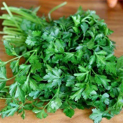 CYBEXIS LXI-73 - Flat Leaf Parsley - (750 Seeds) Seed(750 per packet)