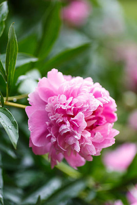 XOLDAA balsam frower Seed(30 per packet)
