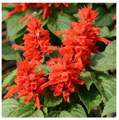 Quentova Salvia splendens SCARLET SAGE-VXL-4M Seed(50 per packet)