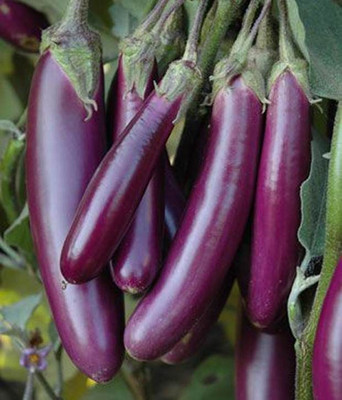 the green dotcom f1 hybrid seeds baingan/bengan seeds 12 Seed(12 per packet)