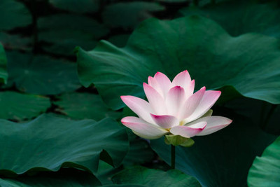 Harcog lotus,kamal seeds Seed(12 per packet)