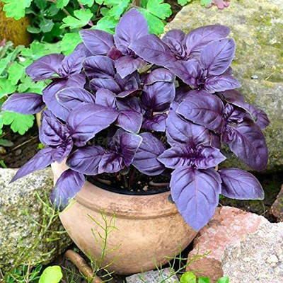 WILLVINE KGF -73 Dark Opal Sweet Basil Seed(2000 per packet)