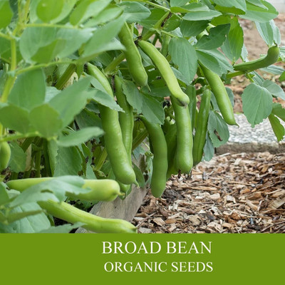 Quentova Broad Bean Organic-PUAS Seed(50 per packet)