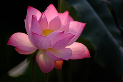 MOOFGA lotus,kamal gatta Seed(11 per packet)