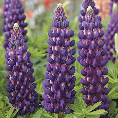 Epazo Lupin Mix Dwarf Flower Seed(18 per packet)