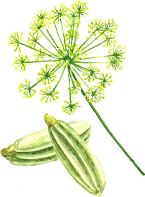 CYBEXIS LX-47 - Organic Florence Fennel - (2250 Seeds) Seed(2250 per packet)