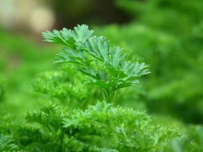 SOWCAN Parsley Seeds - Rare variety - Easy to grow Seed(100 per packet)