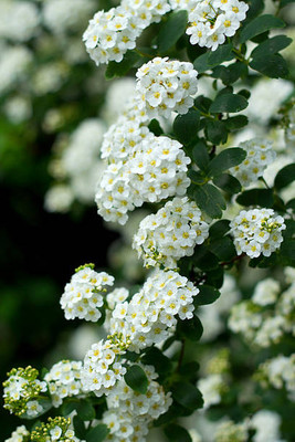 Advi gypsophila flower Seed(200 per packet)