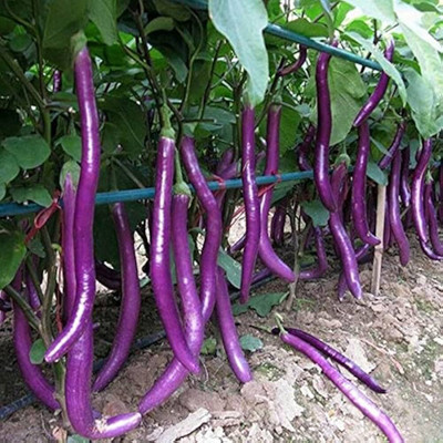 LIFELEX Long Purple Eggplant Brinjal Seed(50 per packet)