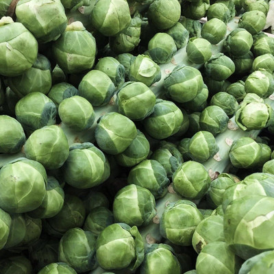 WILLVINE HAR -IV Catskill Brussel Sprout Seeds [2.5g] Seed(750 per packet)