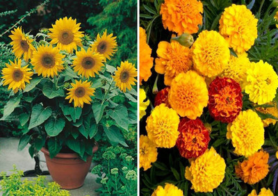 the green dotcom Sunflower Miniature and French Marigold Seed(50 per packet)