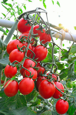 MORENK tomato Seed(135 per packet)