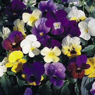 OGIVA Viola (Pansy) - Swiss Giants Velvet Mix Seed(500 per packet)