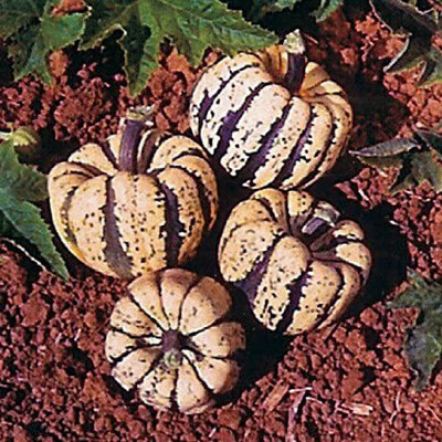 VibeX ® VLR-273 Sweet Dumpling Acorn Squash Seeds Seed(100 per packet)