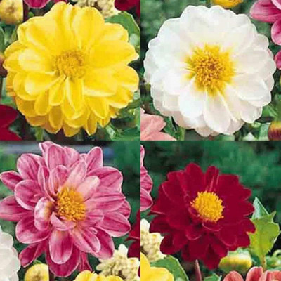 LPR DAHLIA Seed(10 per packet)