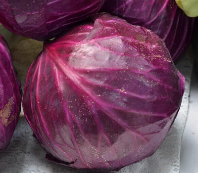 WILLVINE GOI -I Red Acre Cabbage - Brassica oleracea [50g] Seed(15000 per packet)