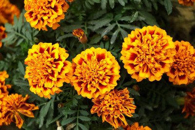 Chalisa Agencies marigold/gende ka phool flower seeds Seed(50 per packet)