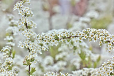 PriyaSeeds gypsophila flower Seed(200 per packet)