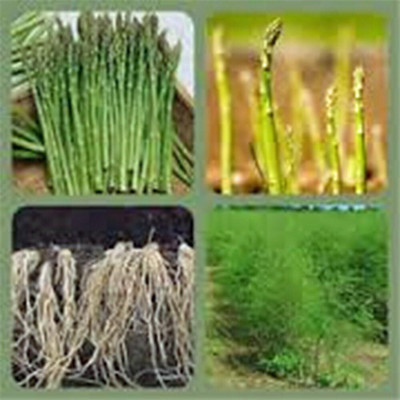 KNESSiN Herb Seed(100 per packet)
