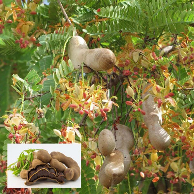 Aywal Fresh Thai Tamarind Fruit Seed(7 per packet)
