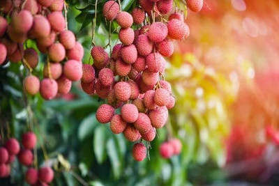 Aywal Litchi, Lichi, Lychee Seed(2 per packet)