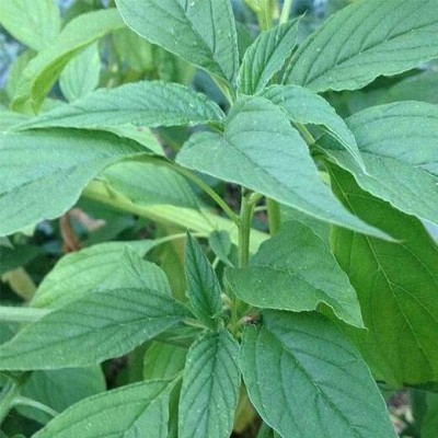 Aywal Green Spinach Seed, Amaranthus Leaf Lal Saag Seed(140 per packet)