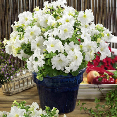CYBEXIS XLR-57 - Petunia Multiflora White - (180 Seeds) Seed(180 per packet)