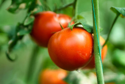 NEERAJ tomato Seed(140 per packet)