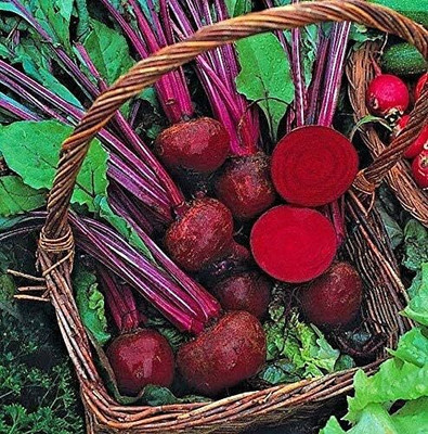 KNESSiN Beetroot Boltardy Seed(1250 per packet)