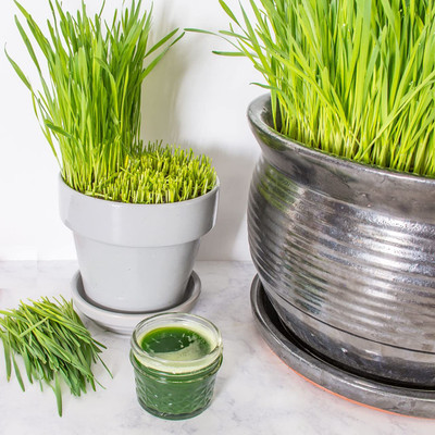 Biosnyg Spring Red Wheatgrass Seed Perfect for Sprouting & Hydroponics-(5000 Seeds) Seed(5000 per packet)