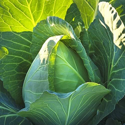 WILLVINE GOI -III Early Jersey Wakefield Cabbage Seeds [2.5g] Seed(750 per packet)