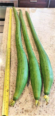 CYBEXIS GUA-49 - Long Sponge Gourd - (100 Seeds) Seed(100 per packet)