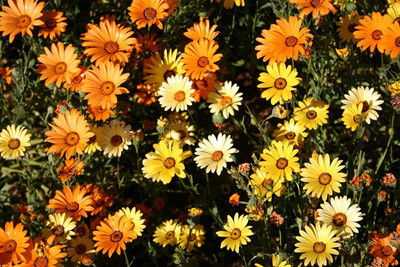 CYBEXIS XLL-1 - F1 Hybrid African Mix Daisy Flower - (180 Seeds) Seed(180 per packet)