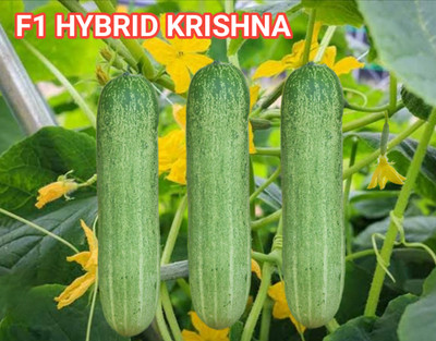 HYBRID 10G Krishna cucumber seeds 30-35 days fruiting Highest yield Seed(10 g)