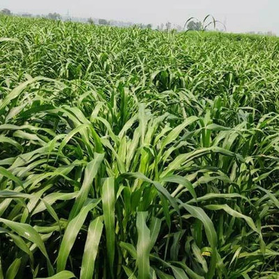 Pbevergreen Grass seeds for cow farming, Cow farming seeds for grass, Grass seeds for cow Seed(8000 per packet)
