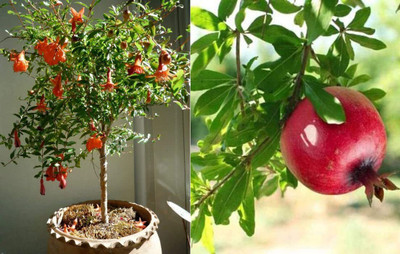 Aywal Anar Fruit Seed(15 per packet)