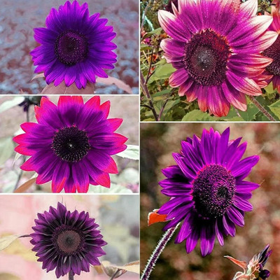 CRGO SUNFLOWER , SURAJMUKHI Seed(20 per packet)