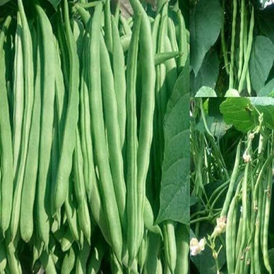 SeedSutra ™ Organic F1 Dwarf French Beans, Ideal for Home Garden Seed(30 per packet)