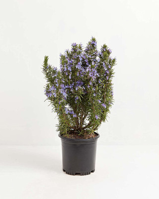 CYBEXIS LX-64 - Rosemary Tuscan Blue - (750 Seeds) Seed(750 per packet)