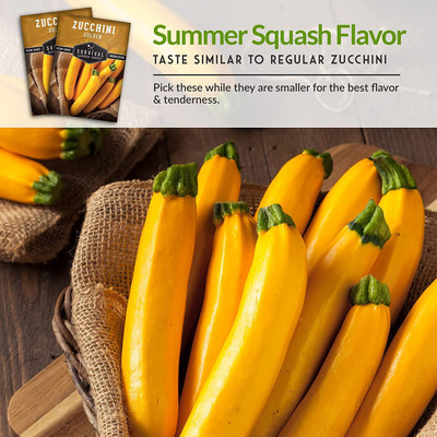VibeX TLX-92 - Golden Zucchini for Planting - (675 Seeds) Seed(675 per packet)