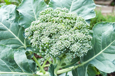 VibeX ® VXI-270 Broccoli Seeds Heirloom Waltham 29 Seed(200 per packet)