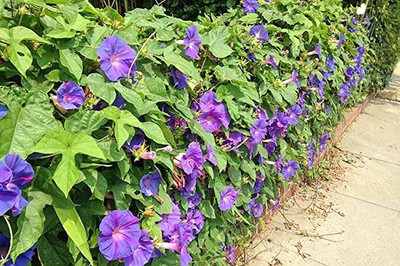 ACCELCROP F1 Hybrid Morning Glory Ipomoea Early Call Mix Flower Seed(70 per packet)