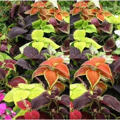 Quentova Coleus Mixed Color Flower-22F-GBPUT Seed(100 per packet)