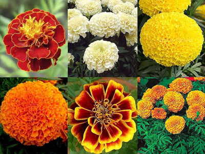 ibains Flowers beez Seed(190 per packet)
